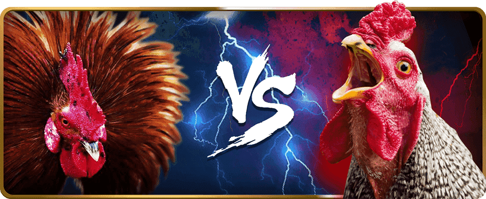 BG Sabung Ayam Club388