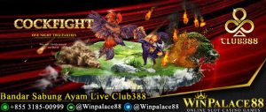 Bandar Sabung Ayam Live Club388