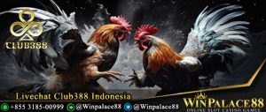 Livechat Club388 Indonesia